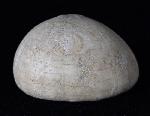 Echinocorys humilis LAMBERT 1903 - Bild © FossNet FossilienStore